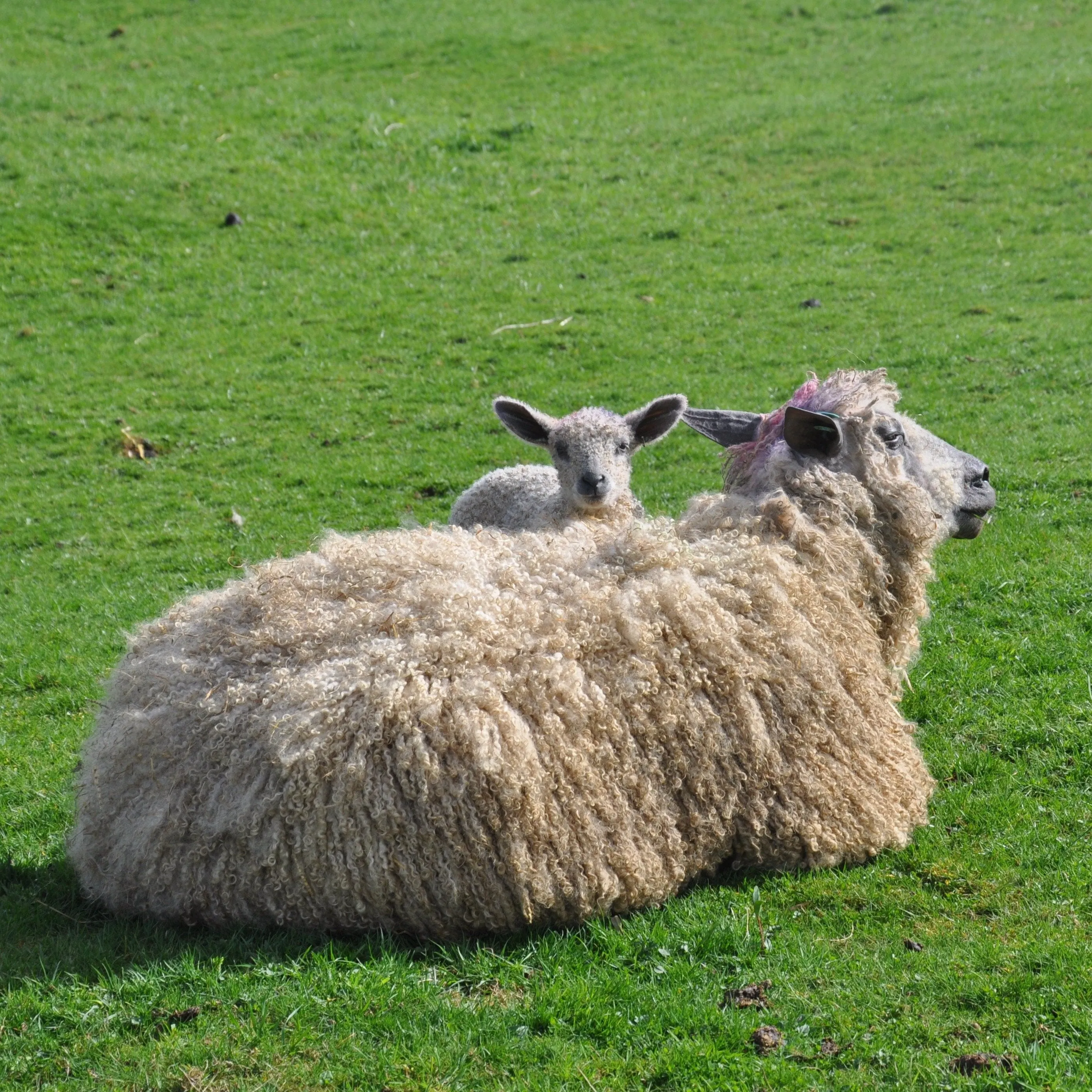 Wensleydale Aran Hat - natural