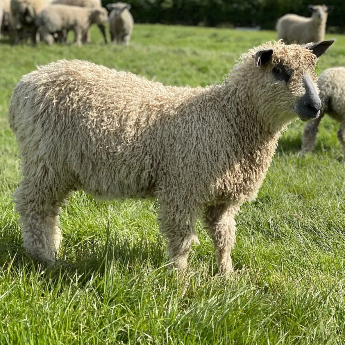 Wensleydale soft Aran Hat